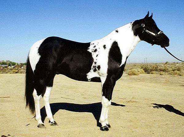 Desert Rock Ranch Paint Horses